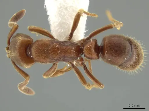 Rasopone pluviselva specimen INB0003677242 image inb0003677242_1