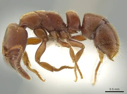 Rasopone pluviselva specimen INB0003677242 image inb0003677242_3