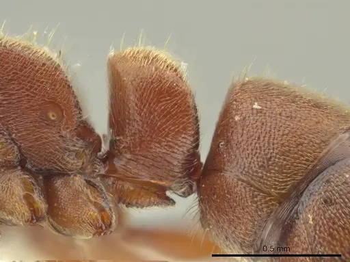 Rasopone pluviselva specimen INB0003677242 image inb0003677242_4