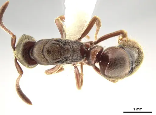 Rasopone politognatha specimen CASENT0612518 image casent0612518_1