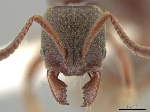 Rasopone politognatha specimen CASENT0612518 image casent0612518_2