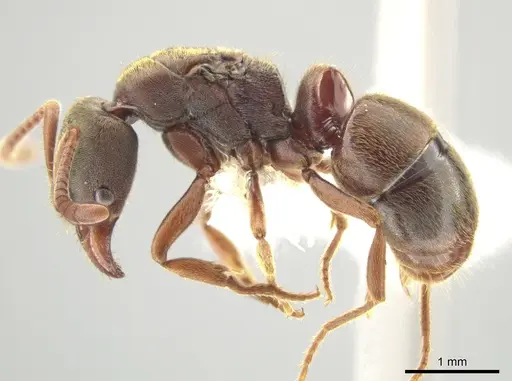 Rasopone politognatha specimen CASENT0612518 image casent0612518_3