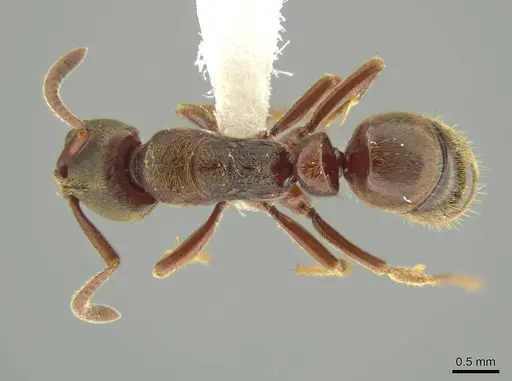 Rasopone politognatha specimen CASENT0612523 image casent0612523_1