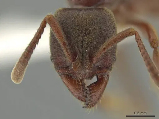 Rasopone politognatha specimen CASENT0612523 image casent0612523_2