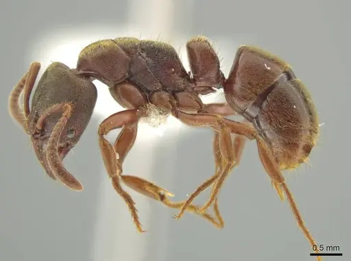 Rasopone politognatha specimen CASENT0612523 image casent0612523_3