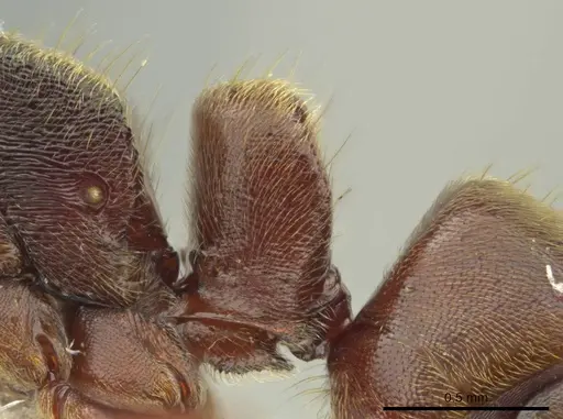 Rasopone politognatha specimen CASENT0612523 image casent0612523_4
