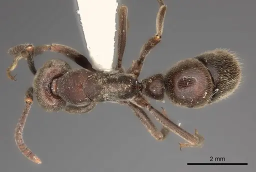 Rasopone rupinicola specimen CASENT0217567 image casent0217567_1