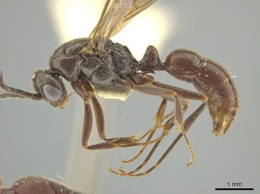 Rasopone rupinicola specimen CASENT0645958 image casent0645958_3