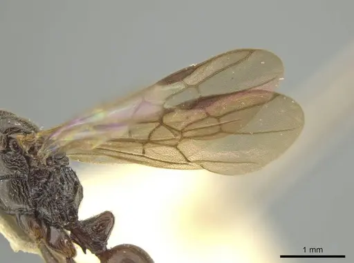 Rasopone rupinicola specimen CASENT0645958 image casent0645958_4