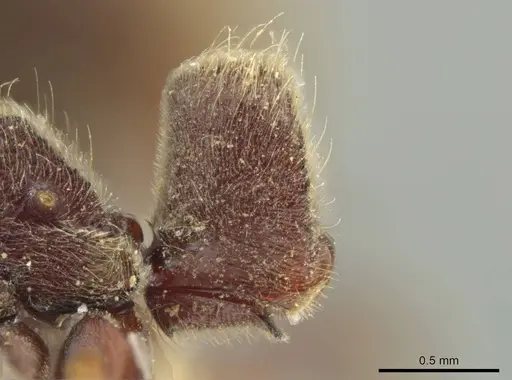 Rasopone rupinicola specimen MCZ-ENT00716588 image mcz-ent00716588_1