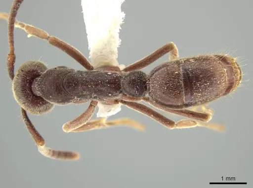 Rasopone rupinicola specimen MCZ-ENT00716589 image mcz-ent00716589_1