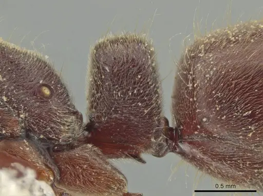 Rasopone rupinicola specimen MCZ-ENT00716589 image mcz-ent00716589_4