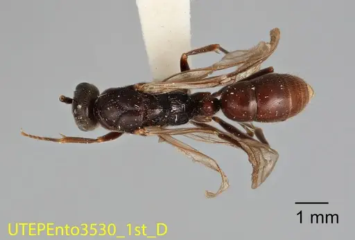 Rasopone rupinicola specimen UTEPENTO3530-01 image utepento3530-01_1