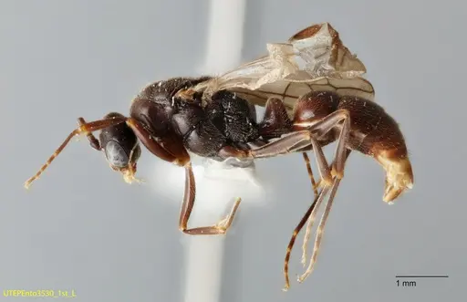 Rasopone rupinicola specimen UTEPENTO3530-01 image utepento3530-01_2