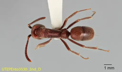 Rasopone rupinicola specimen UTEPENTO3530-02 image utepento3530-02_1