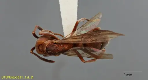 Rasopone rupinicola specimen UTEPENTO3531-01 image utepento3531-01_1