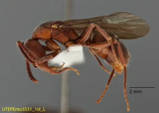 Rasopone rupinicola specimen UTEPENTO3531-01 image utepento3531-01_2