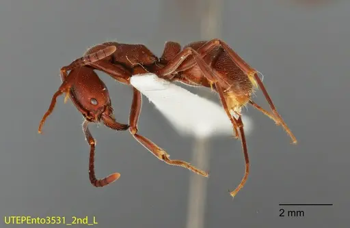 Rasopone rupinicola specimen UTEPENTO3531-02 image utepento3531-02_2