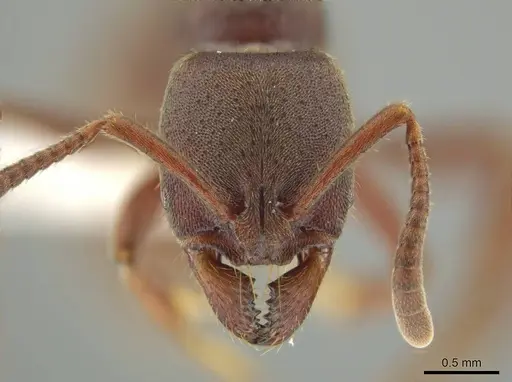 Rasopone subcubitalis specimen CASENT0615367 image casent0615367_2