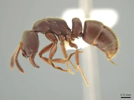 Rasopone subcubitalis specimen CASENT0615367 image casent0615367_3