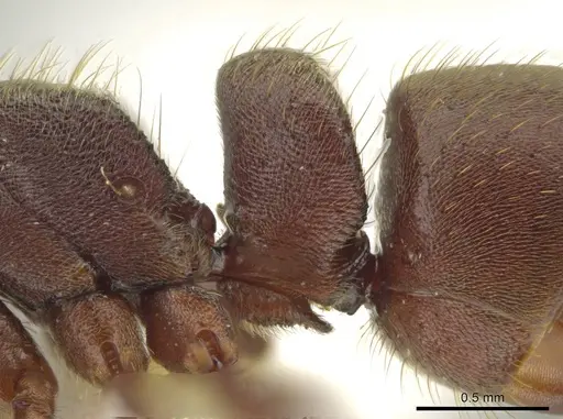 Rasopone subcubitalis specimen CASENT0615367 image casent0615367_4