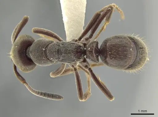 Rasopone titanis specimen MCZ-ENT00716640 image mcz-ent00716640_1