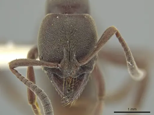 Rasopone titanis specimen MCZ-ENT00716640 image mcz-ent00716640_2