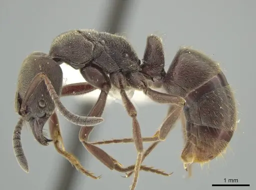 Rasopone titanis specimen MCZ-ENT00716640 image mcz-ent00716640_3