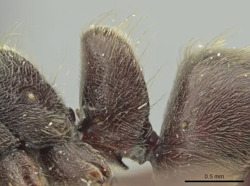 Rasopone titanis specimen MCZ-ENT00716640 image mcz-ent00716640_4