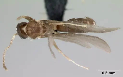 Ravavy miafina specimen CASENT0080308 image casent0080308_1