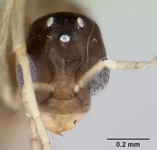 Ravavy miafina specimen CASENT0080308 image casent0080308_2