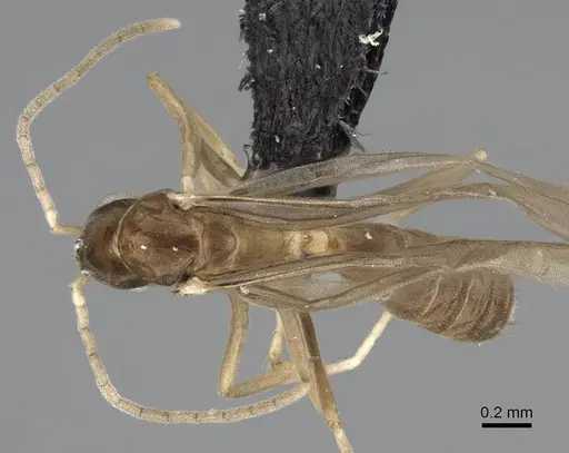 Ravavy miafina specimen CASENT0081523 image casent0081523_1