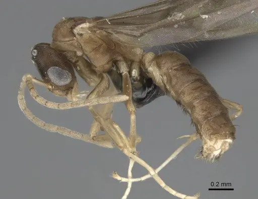 Ravavy miafina specimen CASENT0081523 image casent0081523_3