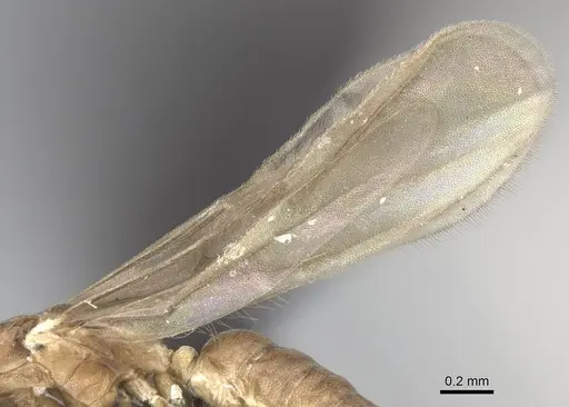 Ravavy miafina specimen CASENT0081523 image casent0081523_4