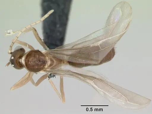 Ravavy miafina specimen CASENT0115570 image casent0115570_1