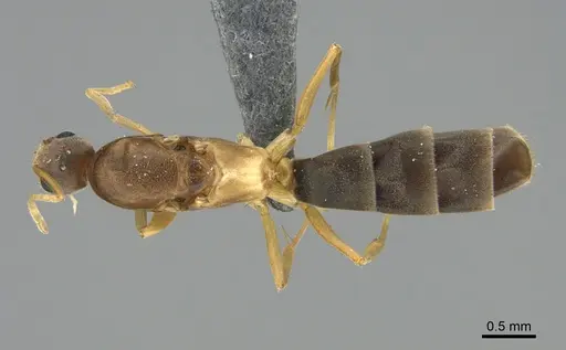 Ravavy miafina specimen CASENT0299165 image casent0299165_1