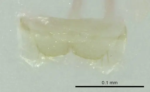 Ravavy miafina specimen CASENT0345083 image casent0345083_1
