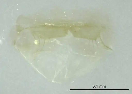 Ravavy miafina specimen CASENT0345084 image casent0345084_1