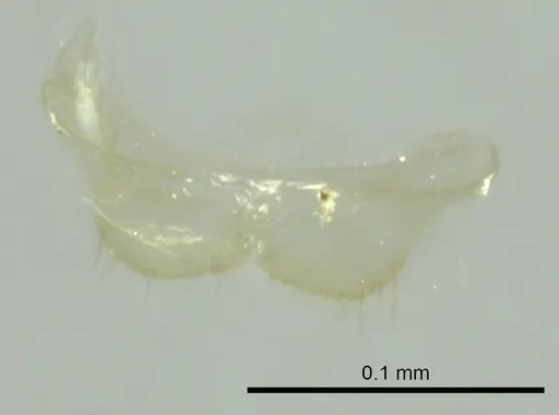 Ravavy miafina specimen CASENT0345100 image casent0345100_1