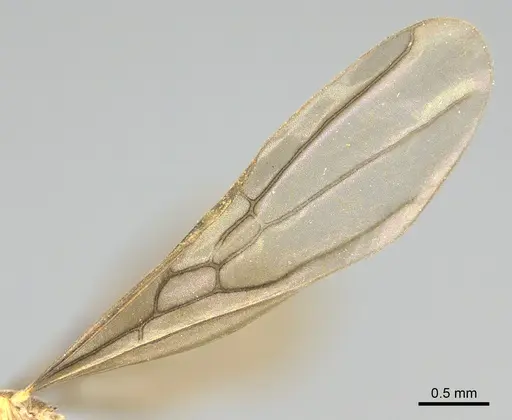 Ravavy miafina specimen CASENT0770067 image casent0770067_4