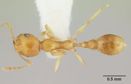 Recurvidris browni specimen CASENT0178521 image casent0178521_1
