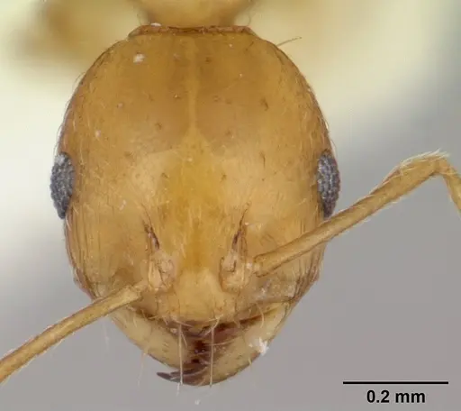 Recurvidris browni specimen CASENT0178521 image casent0178521_2