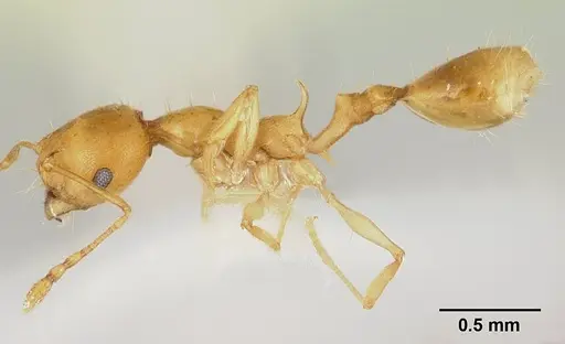 Recurvidris browni specimen CASENT0178521 image casent0178521_3