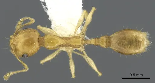 Recurvidris browni specimen CASENT0902054 image casent0902054_1