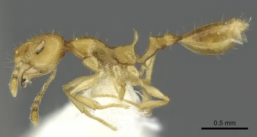 Recurvidris browni specimen CASENT0902054 image casent0902054_3