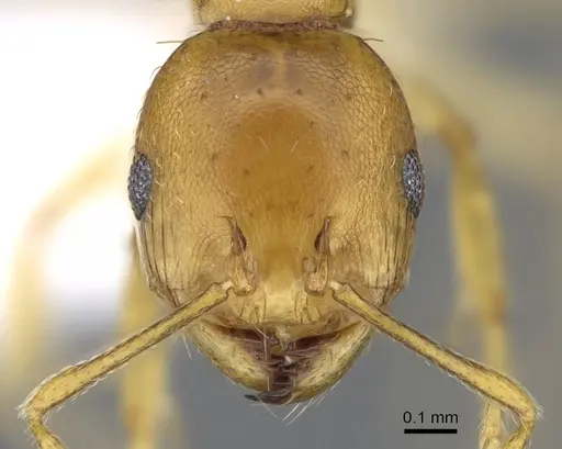 Recurvidris browni specimen CASENT0914656 image casent0914656_2