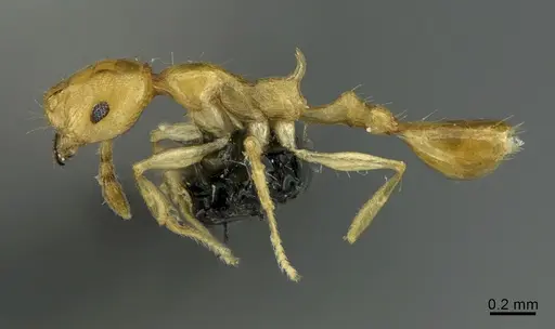 Recurvidris browni specimen CASENT0923554 image casent0923554_1