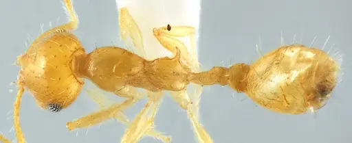 Recurvidris chanapaithooni specimen THNHM-I2015-000295 image thnhm-i2015-000295_1