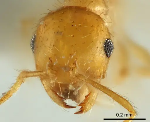 Recurvidris chanapaithooni specimen THNHM-I2015-000295 image thnhm-i2015-000295_2