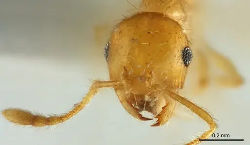 Recurvidris chanapaithooni specimen THNHM-I2015-000295 image thnhm-i2015-000295_3